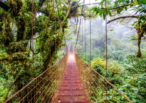 Regenwald in Costa Rica
